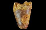 Cretaceous Fossil Crocodile Tooth - Morocco #72779-1